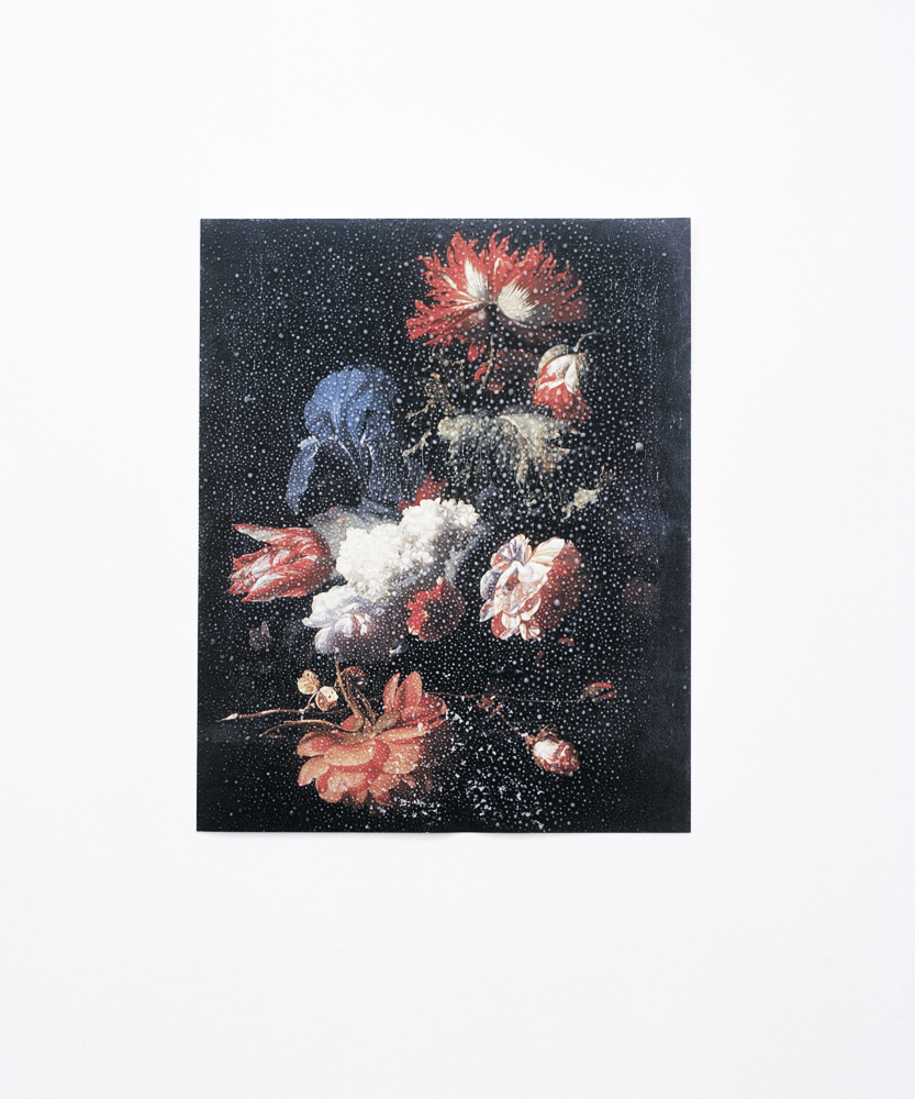 kentaogaya_aricefield_001